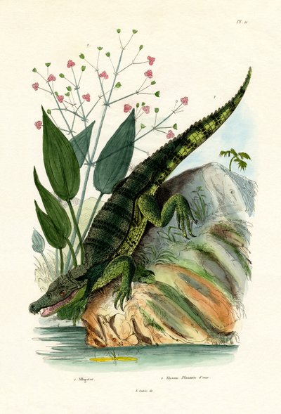 Alligator von French School